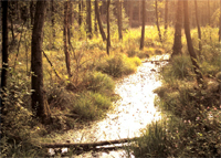 Erlen-Eschenauwald, Königsforst