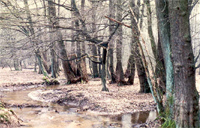 Erlen-Eschen-Auwald am Kurtenwaldbach