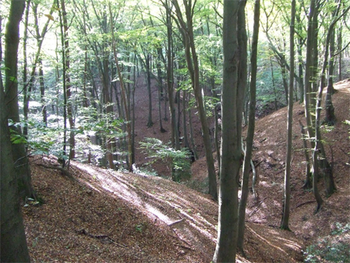 Hainsimsen-Buchenwald