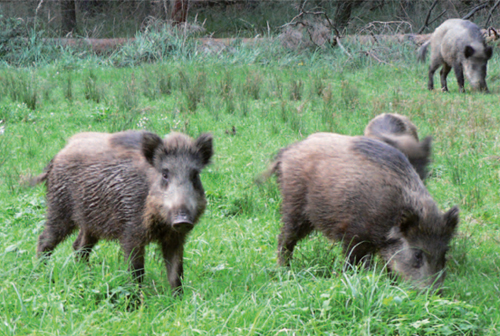 Wildschweine