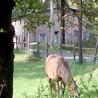 Turmhof mit Weidekoppel