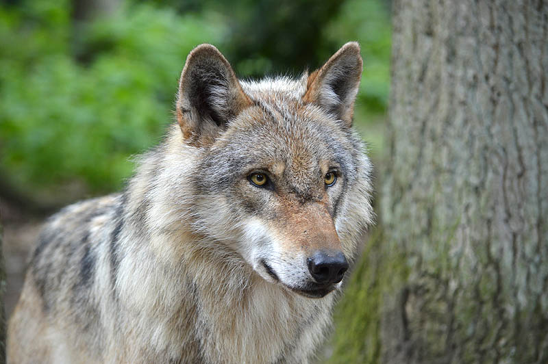 Wolf, Foto: Jan Preller, Wald und Holz NRW