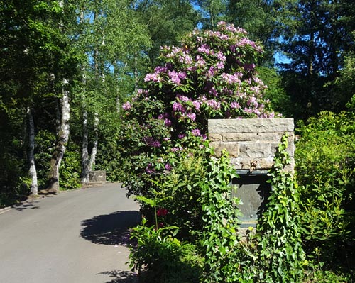 Wahner Heide | Knigsforst, Veranstaltung: Zur Rhododendronblte ber den  Waldfriedhof